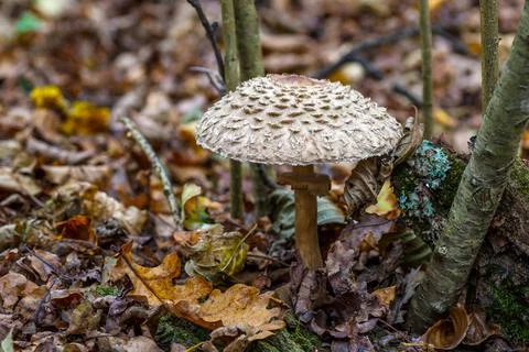 Amanita strobiliformis - the death cap, is a deadly poisonous basidiomycete f Foto stock