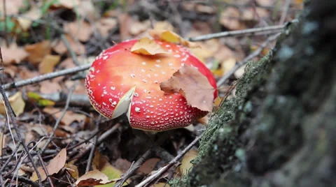 Amanita under the sheets Stock Footage 24687718