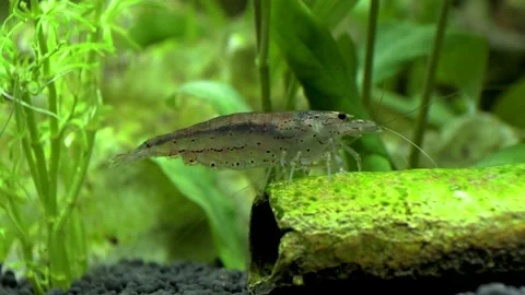Amano Shrimp eating Algae Stock Footage 181559376