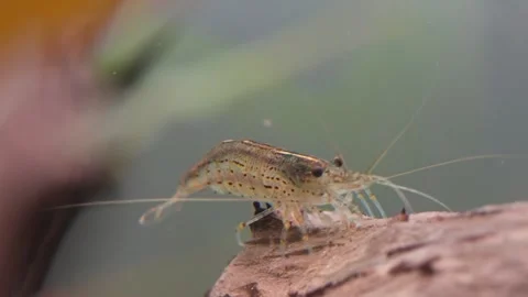 Amano shrimp feeding of algae Видео 342319241