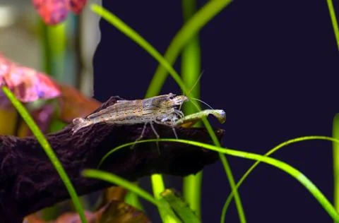 Amano shrimp Stock Photos