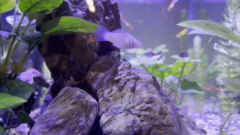 Amano shrimp sitting on large textured aquarium stone with guppy fish background Stock Footage 339179732