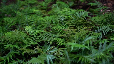 Amanoiwato shrine in Mie. Stock Footage 115489224