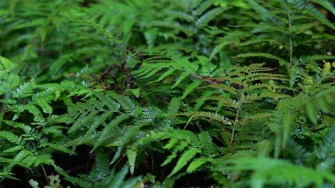 Amanoiwato shrine in Mie. Stock Footage 115489242