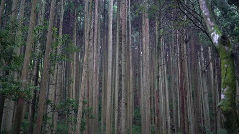 Amanoiwato shrine in Mie. Stock Footage 115489248