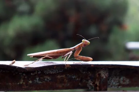 Amantis sitting on an iron railing Stock Photos