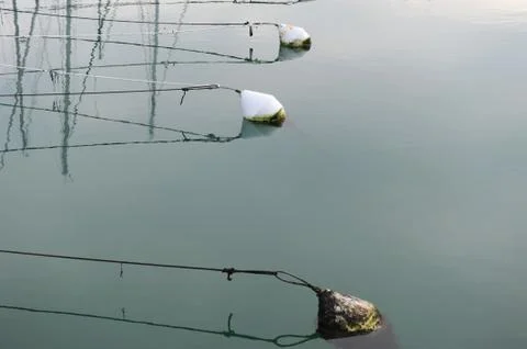 Amarage Stock Photos