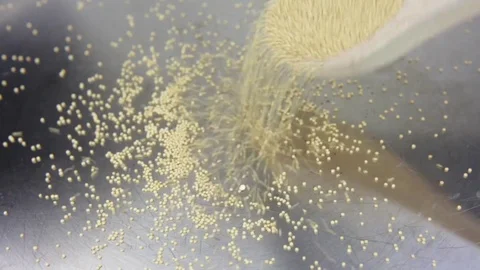 Amaranth being popped in a pan close up Stock Footage 71948175