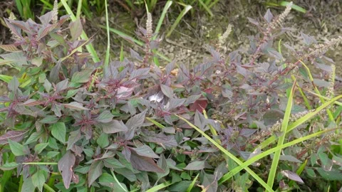 Amaranth chaulai plants Vídeo Stock 332566717