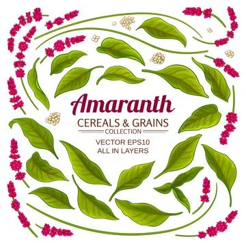 Amaranth elements vector set on white background Stock Illustration