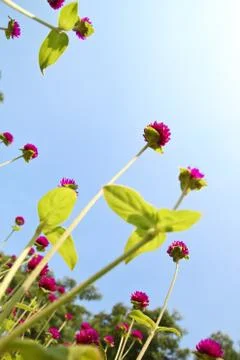 Amaranth flower Stock Photos
