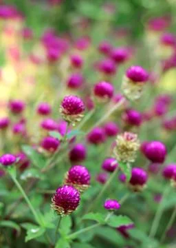 Amaranth flower Stock Photos