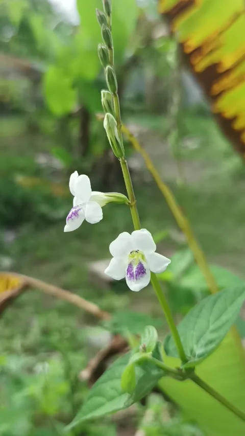 Amaranth grass flower Video stock 232826344