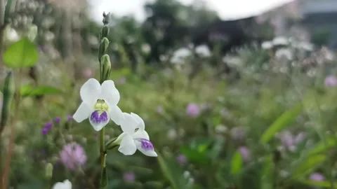Amaranth grass flower Stock Footage 233049342