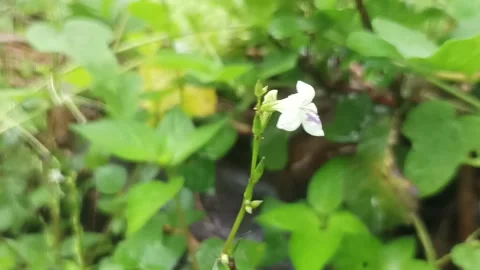 Amaranth grass flower Stock Footage 234369296