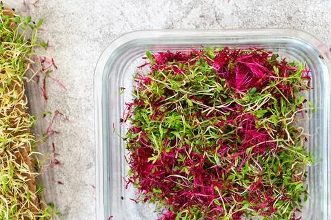 Amaranth micro herbs. Sprouting Micro greens. Seed Germination at home. Vegan Stock Photos