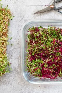 Amaranth micro herbs. Sprouting Micro greens. Seed Germination at home. Vegan Stock Photos