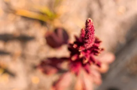 Amaranth paniculate flower. Fotos Stock