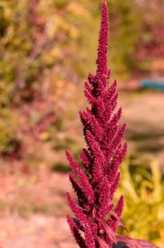 Amaranth paniculate flower. 写真素材