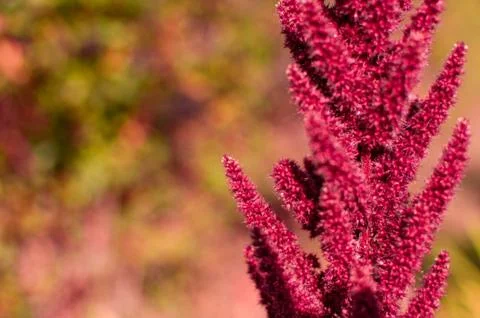 Amaranth paniculate flower. Fotos Stock