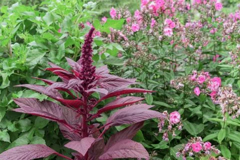 Amaranth paniculate red is an annual cereal and medicinal plant. Stock Photos