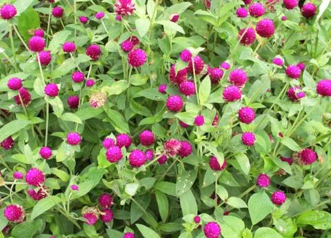 Amaranth Stock Photos