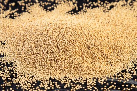 Amaranth 스톡 사진