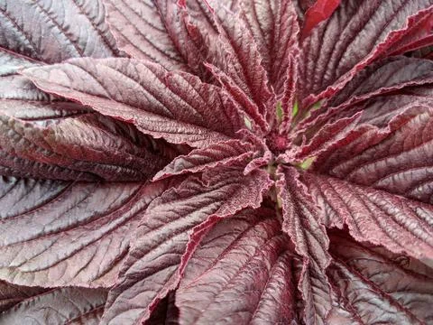 Amaranth. Stock Photos