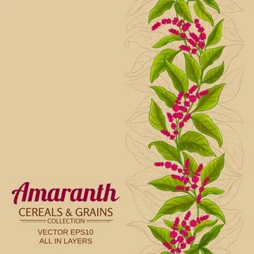 Amaranth plant vector pattern on color background Stock Illustration