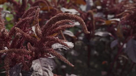 Amaranth Slow Motion in Wind 스톡 동영상 266914958