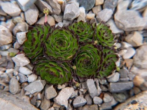 Amaranth on a stone bed Foto stock