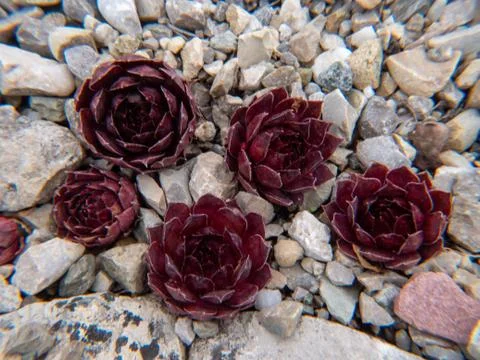 Amaranth on a stone bed Stock Photos
