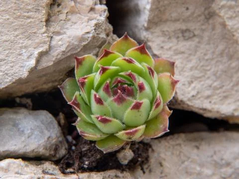 Amaranth in a stone bed Foto stock