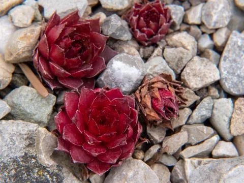 Amaranth on a stone bed Stock Photos