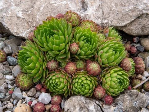 Amaranth on a stone bed Foto stock