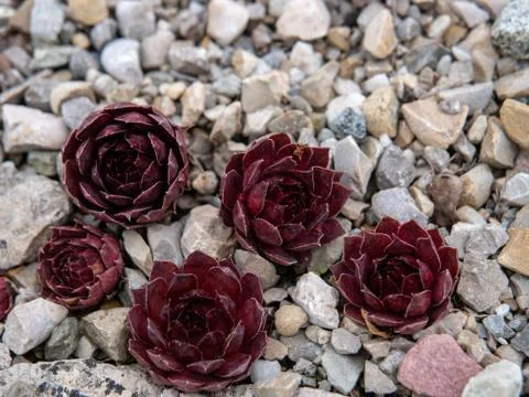 Amaranth on a stone bed Stock Photos