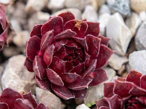 Amaranth on a stone bed Stock Photos