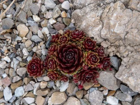 Amaranth on a stone bed Foto stock