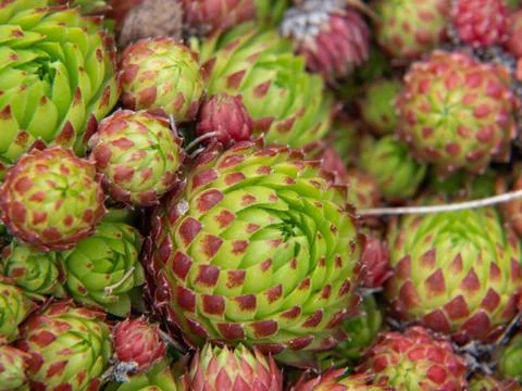 Amaranth on a stone bed Stock Photos