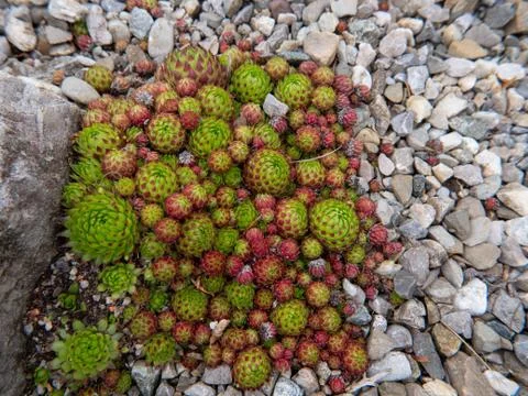 Amaranth on a stone bed Foto stock