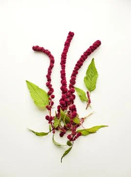 Amaranth on white Stock Photos