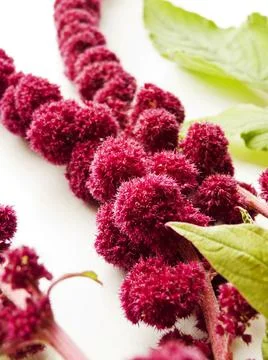 Amaranth on white Stock Photos