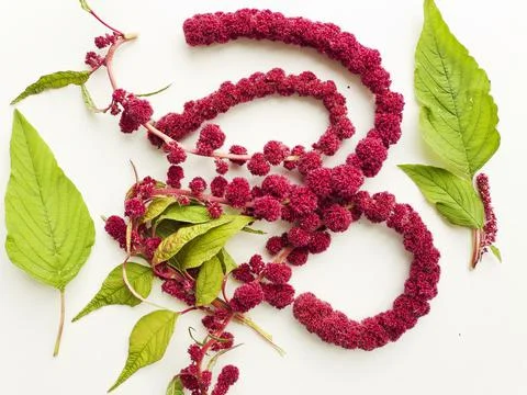 Amaranth on white Stock Photos