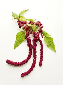 Amaranth on white Stock Photos