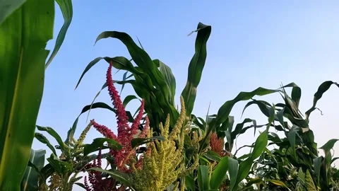 Amaranth White &amp; Red Variant along with Maize   Video stock 283568097