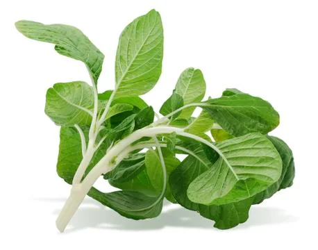 Amaranthus leaf on white background Stock Photos