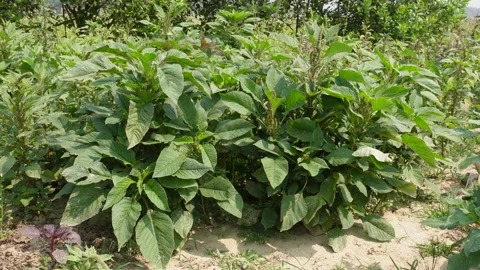 Amaranthus plants Stockbeeldmateriaal 332588990