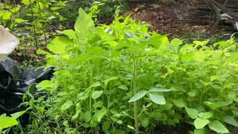 Amaranthus retroflexus or green vegetables in farmland Stock Footage 201468229