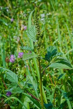 Amaranthus retroflexus (spiny amaranth, Stock Photos