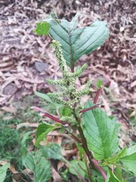 Amaranthus Viridis Stock Photos